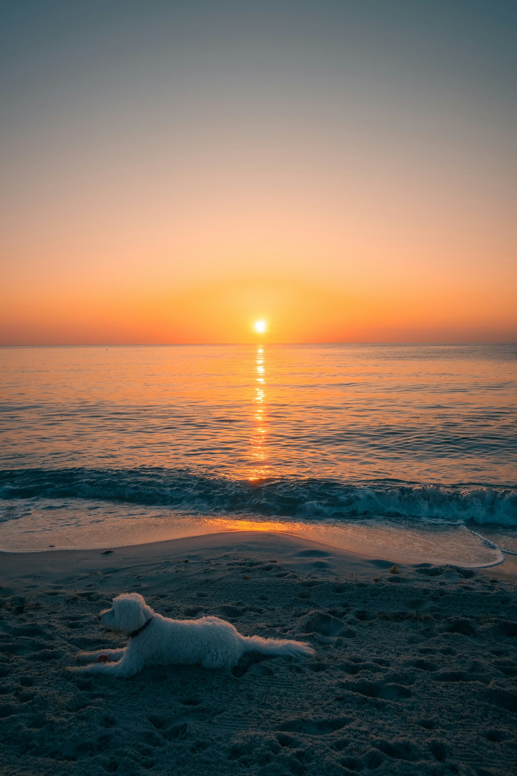 Miami dog-friendly places